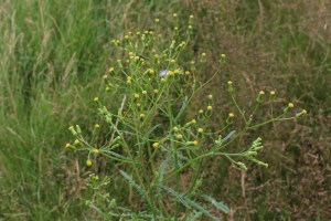 senecio sylvaticus (4) (1200 x 800).jpg_product_product